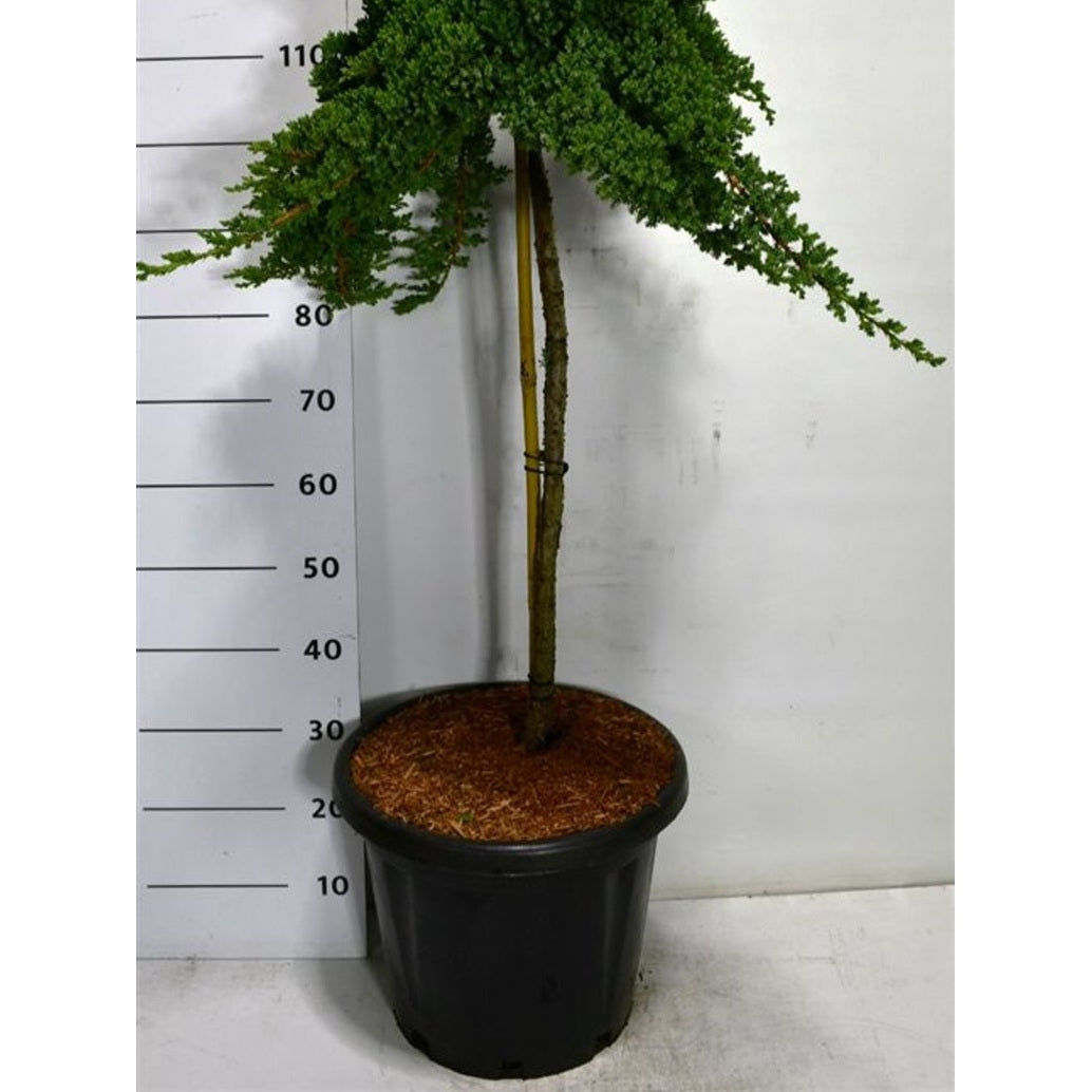 Japansk trädgårds-en – Juniperus procumbens 'Nana' - C25 80 cm. Stam